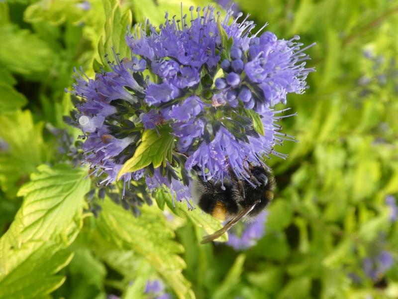 Die spätblühende Bartblume Worcester Gold bietet Bienen und Hummeln Nahrung.