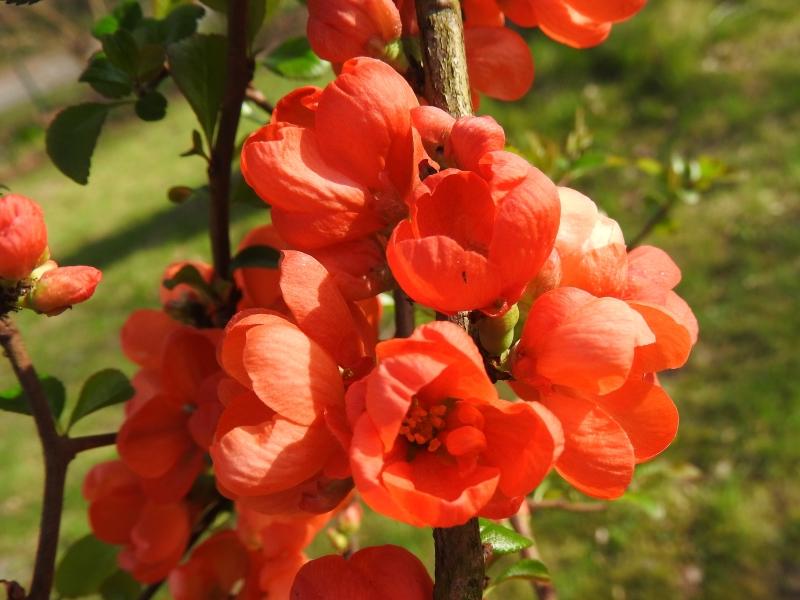 Zierquitte Orange Trail - orangerote Blüten