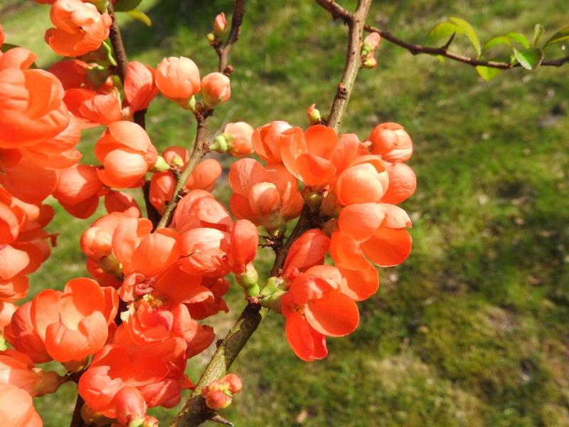 Zierquitte Orange Trail mit orangen Blüten