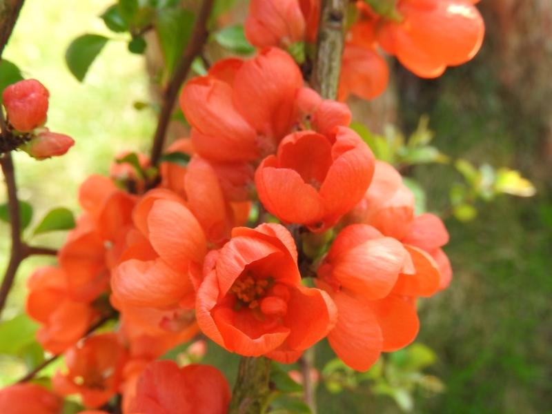 Orange Blüten im April - Zierquitte Orange Trail