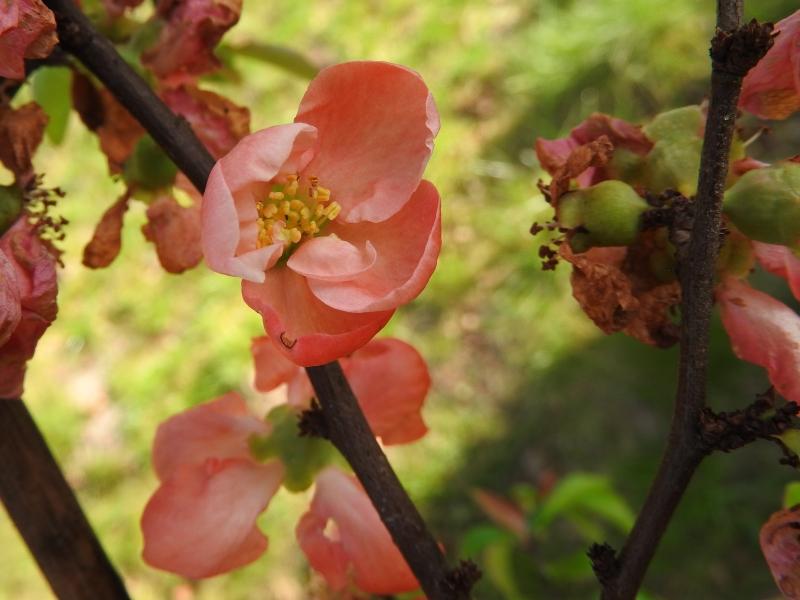 Rosa Blüten der Zierquitte Pink Trail