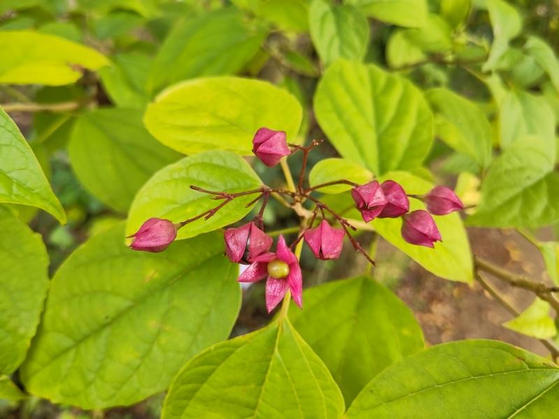 Clerodendrum trichotomum fargesii
