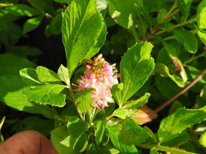 Rosa Blüten der Zimterle Ruby Spice