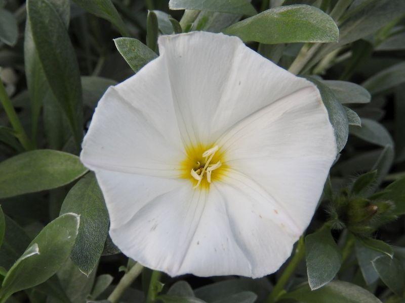 Weiße Blüte der Silberwinde