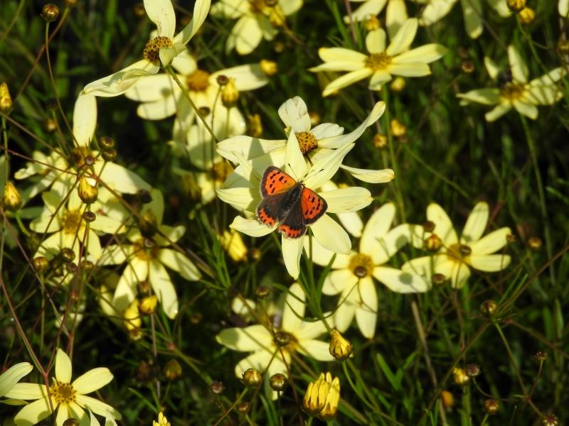 Die späte Blüte des Netzblatt-Mädchenauges Moonbeam erfreut viele Insekten.