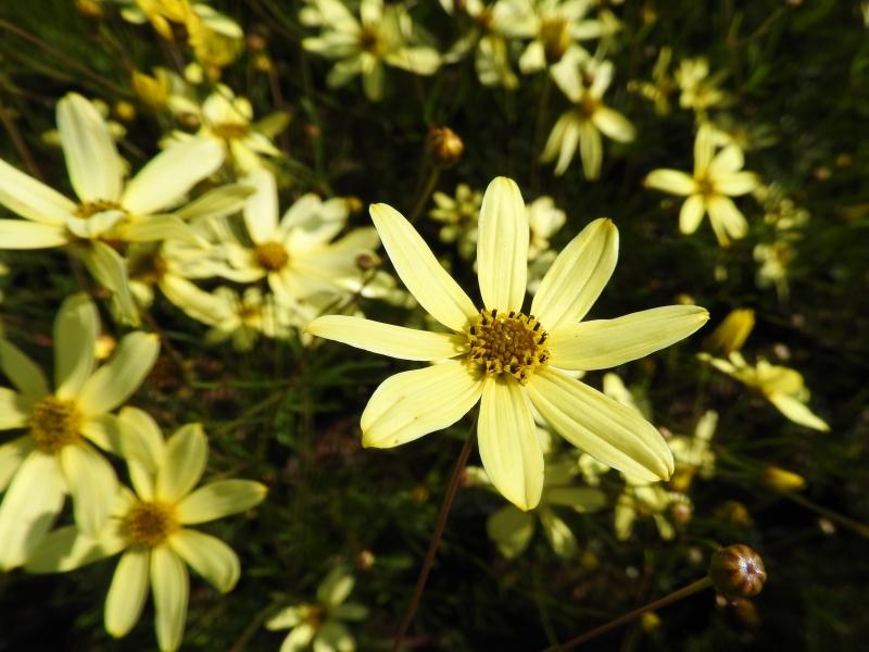 Hübsche hellgelbe Blüte des Mädchenauges Moonbeam