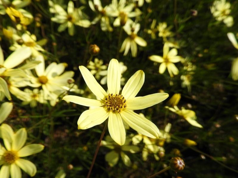 Mädchenauge Moonbeam: Blüte in Nahaufname