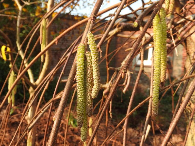 Die männlichen Blütenkätzchen der Trauerhasel