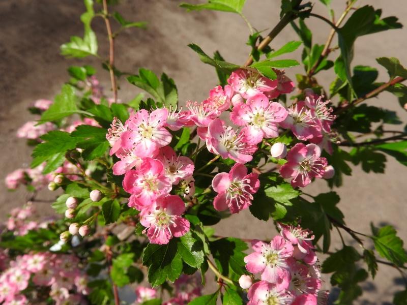 Rosablommiga hagtorn, Rosa Hagtorn, Hagtorn Rosea, Crataegus monogyna Rosea