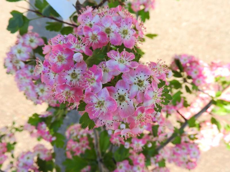 Rosablommiga hagtorn, Rosa Hagtorn, Hagtorn Rosea, Crataegus monogyna Rosea