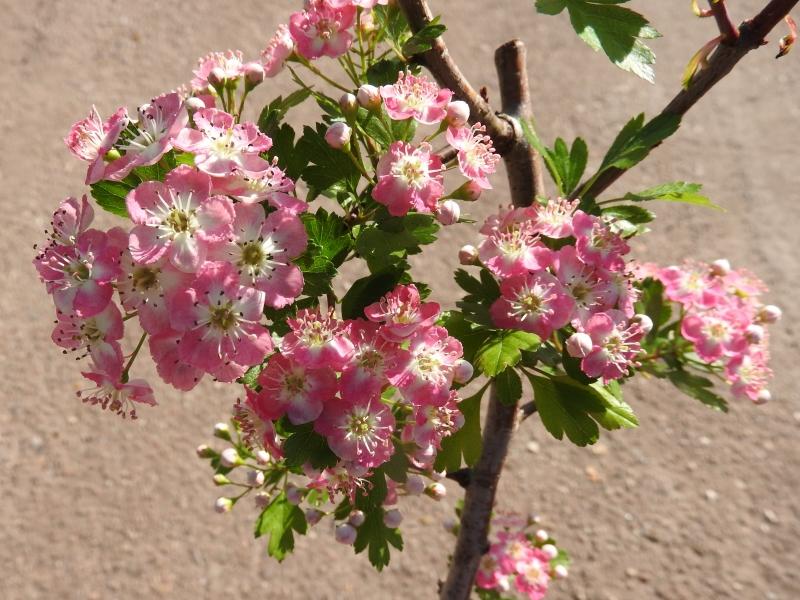 Rosablommiga hagtorn, Rosa Hagtorn, Hagtorn Rosea, Crataegus monogyna Rosea