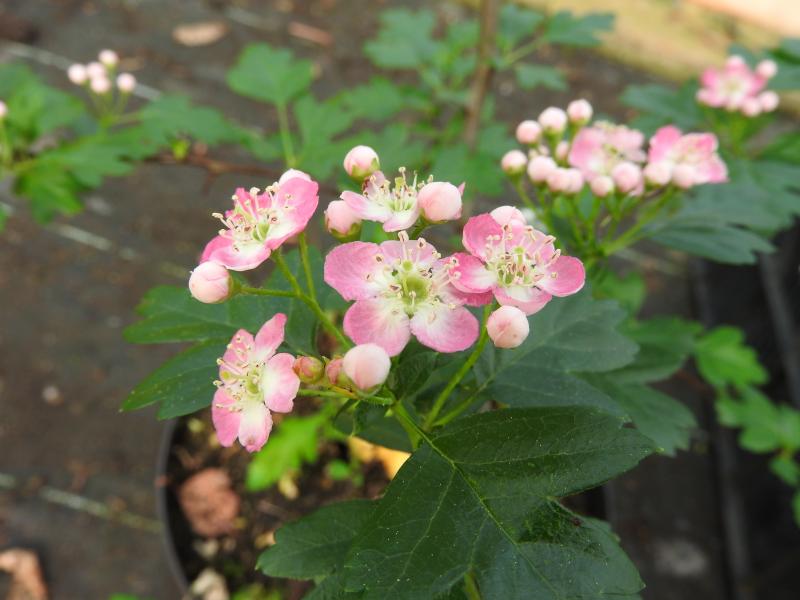 Hübsche Blüten des Weißdorn Rosea