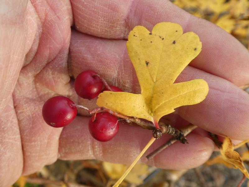 Gelbes Herbstlaub des Weißdorn Xanthocodon