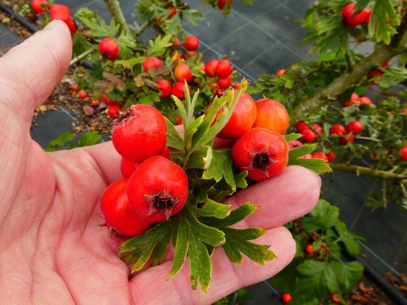 Trubbhagtorn, Crataegus monogyna