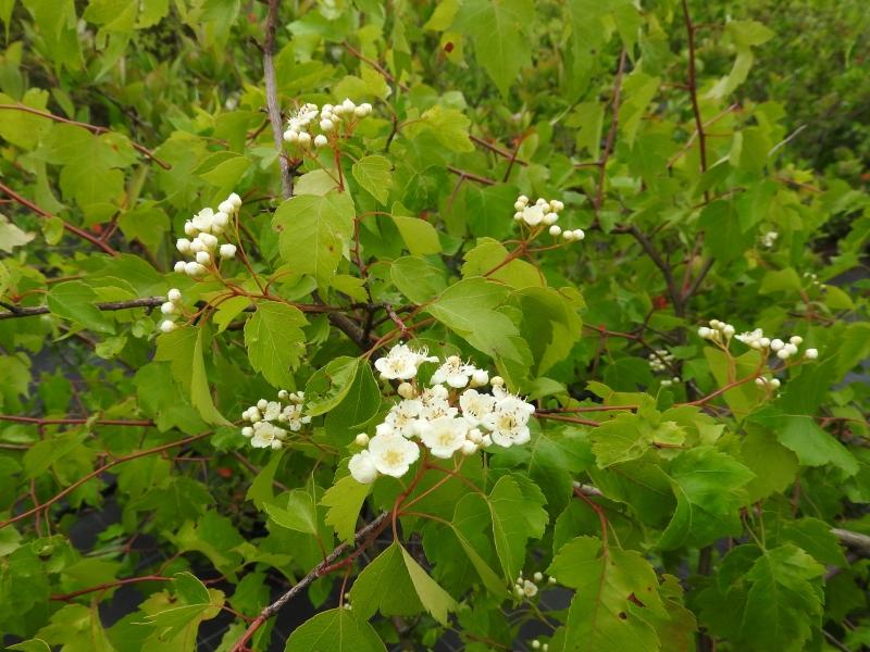 Washington hagtorn, Crataegus phaenopyrum