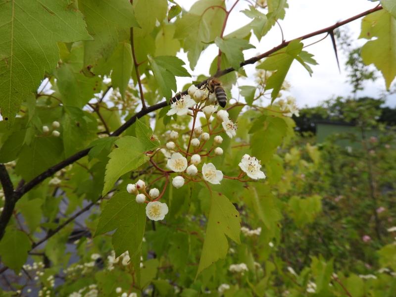 Washington hagtorn, Crataegus phaenopyrum