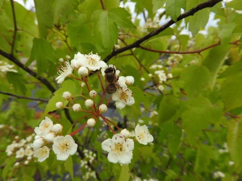 Washington hagtorn, Crataegus phaenopyrum