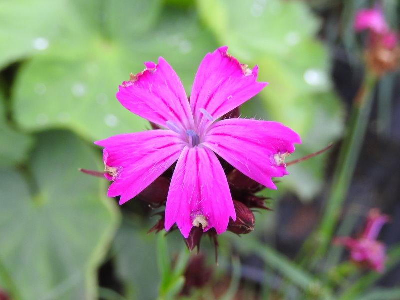 Pinke Blüte der Heidenelke Leuchtfunk