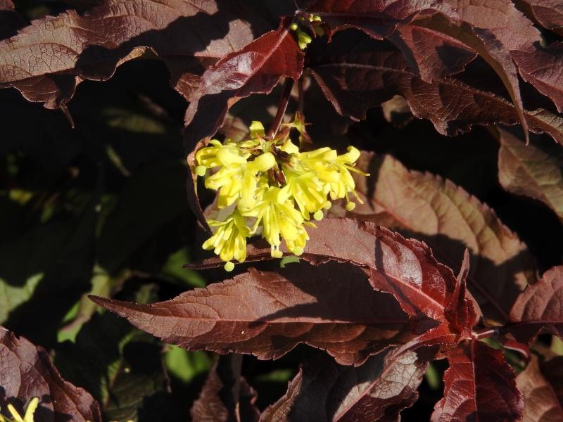 Diervillie Diva: gelbe Blüten und rotes Laub