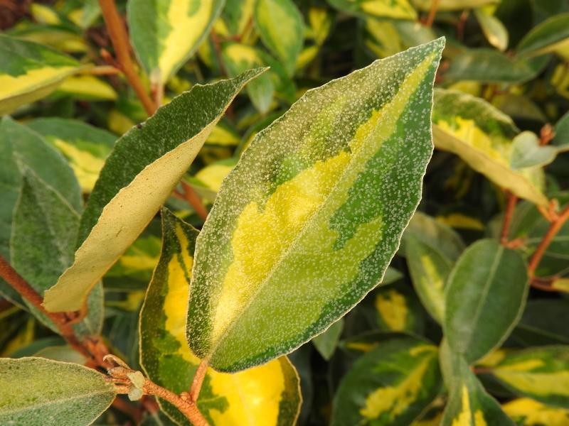 Wintergrüne Ölweide Limelight - junges, gelbpanaschiertes Blatt