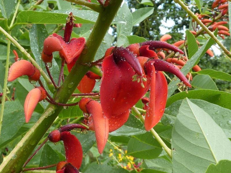 Erythrina crista galli