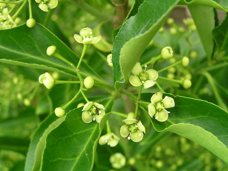 Weißliche Blüten des Chinesischen Spindelstrauchs