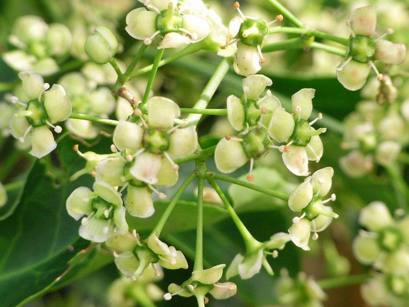 Chinesischer Spindelstrauch - weiße, duftende Blüten