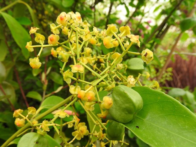 Gelbfruchtiger Spindelstrauch mit gelben Blüten und unreifer Frucht