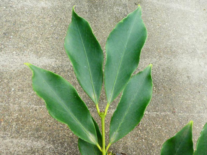 Laub von Euonymus myrianthus