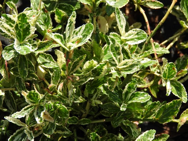 Klätterbenved Harlequin, Euonymus fortunei Harlequin