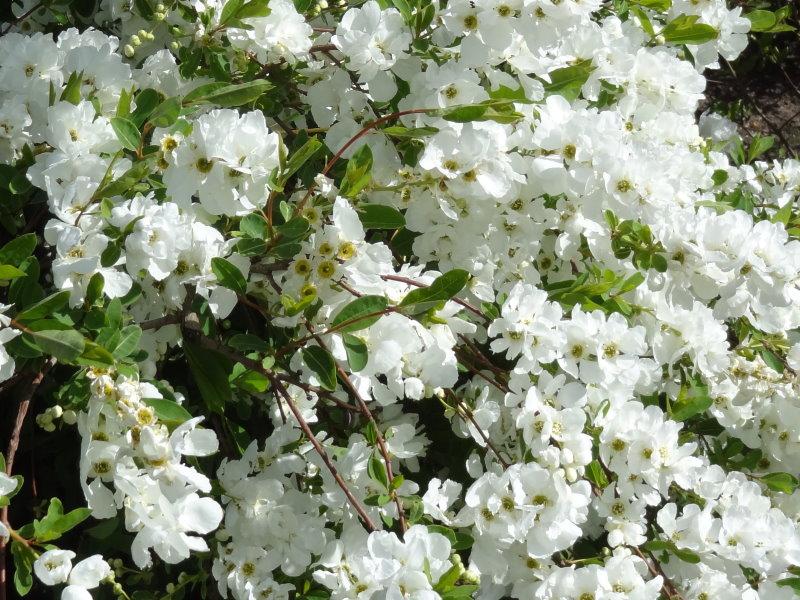 Exochorda macrantha The Bride