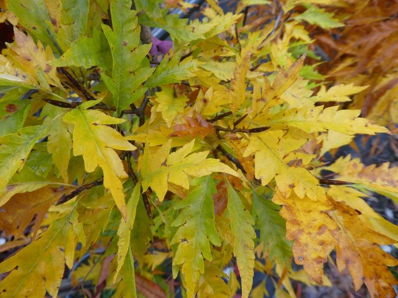 Typische Herbstfärbung der Geschlitztblättrigen Buche