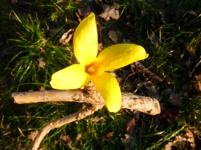 Gelbe Blüte der Mandschurischen Forsythie