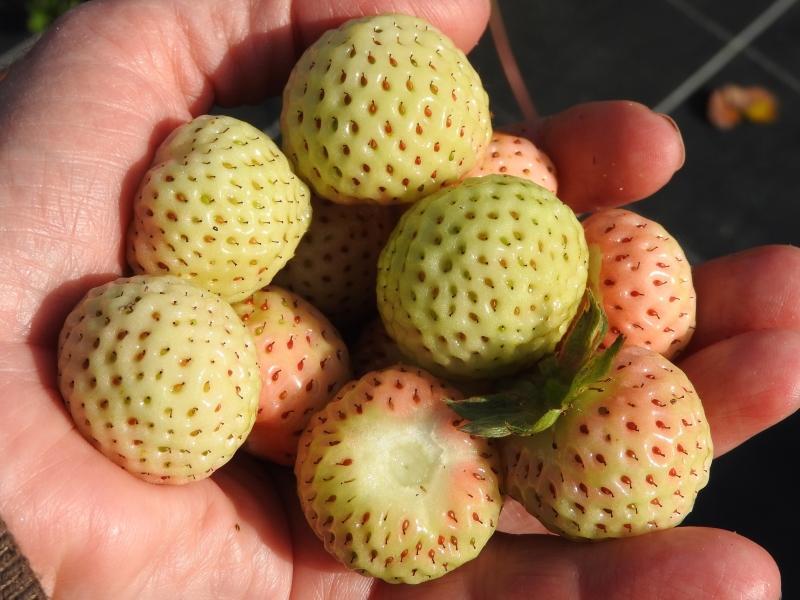 Erdbeere Weiße Ananas: Früchte