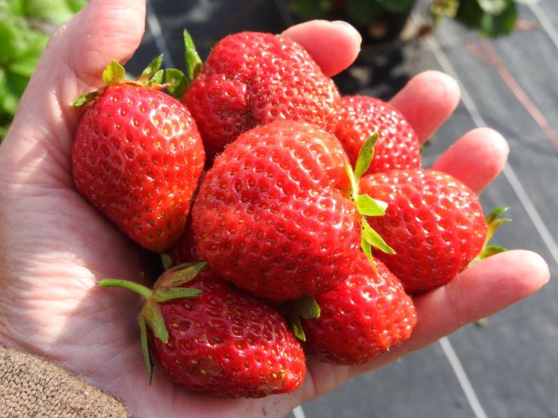 Erdbeere Korona - große, leckere Erdbeeren