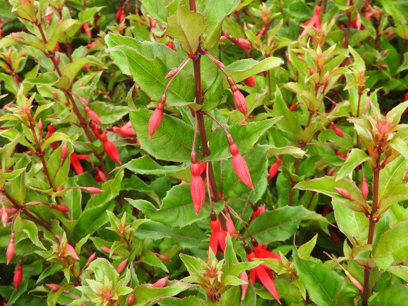 Fuchsia magellanica Riccartonii