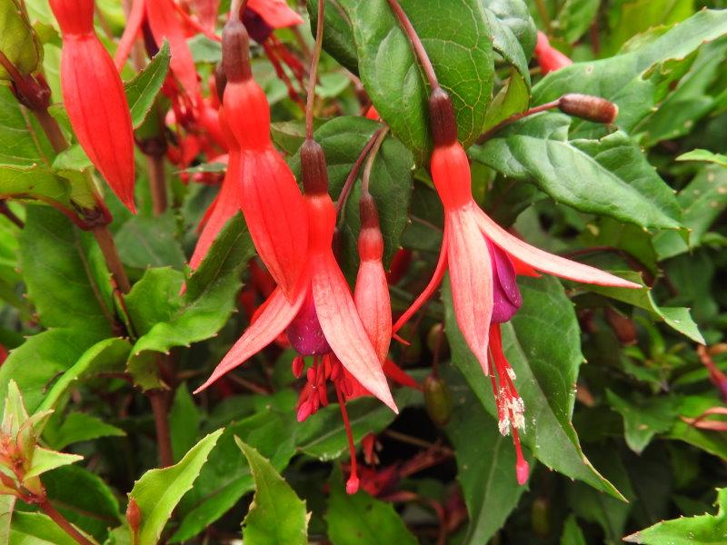 Fuchsia magellanica Riccartonii