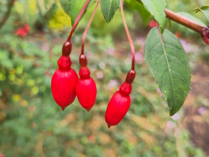 Fuchsia magellanica Riccartonii