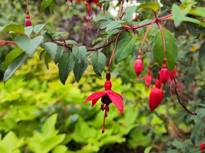 Fuchsia magellanica Riccartonii