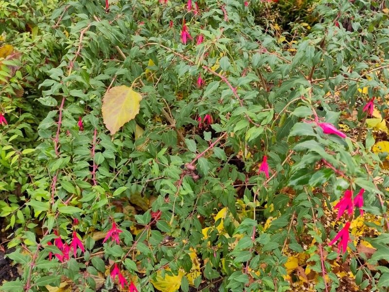 Späte Blüte der Fuchsie im milden November