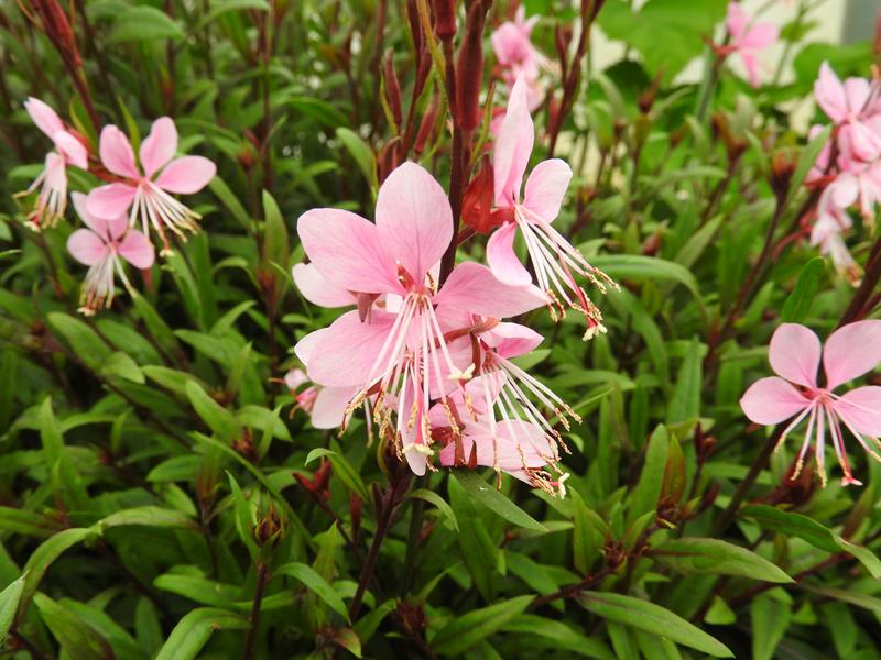 Pinke Blüten der Prachtkerze Siskiyou Pink
