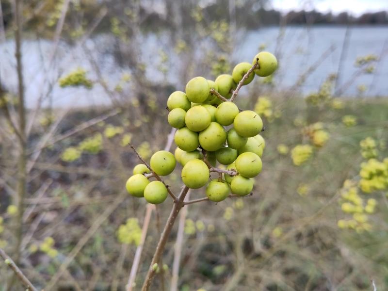 Gelbgrüne Früchte des Liguster Xanthocarpum