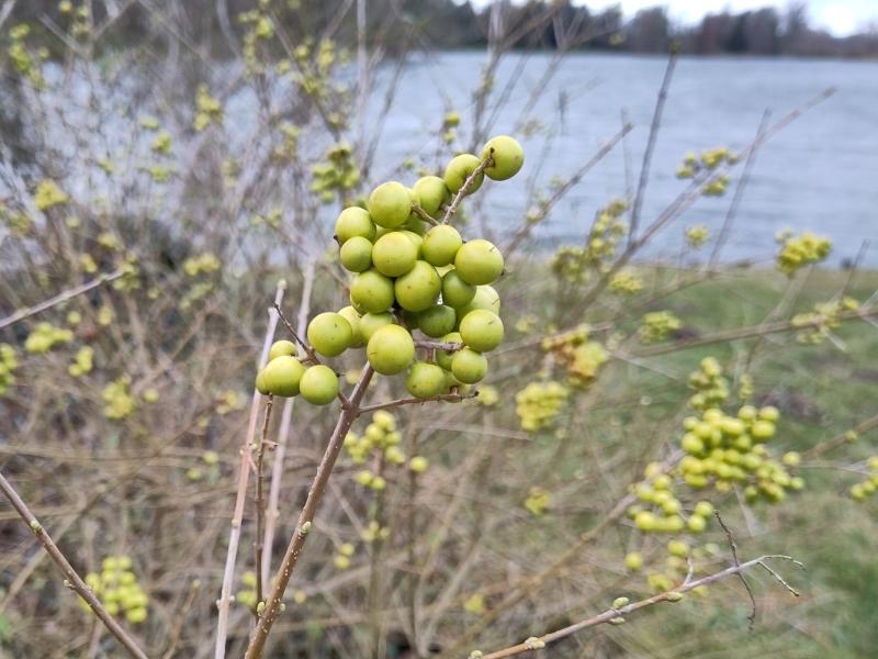 Gelbfruchtiger Liguster mit reichem Fruchtansatz