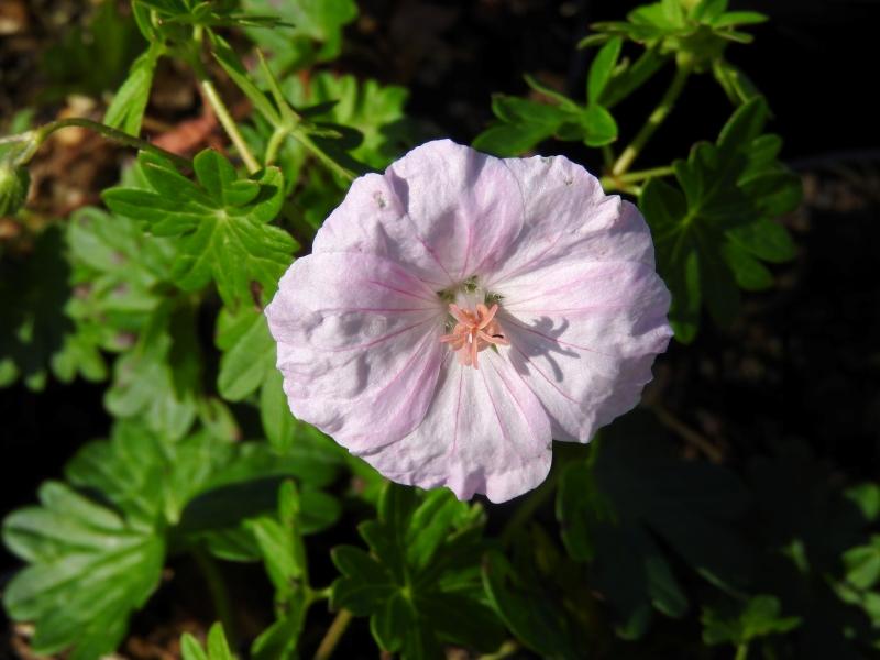 Zartrosa Blüte des Blutstorchschnabels Apfelblüte