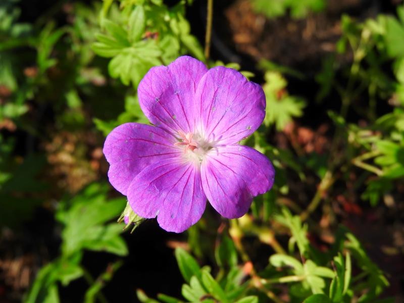 Blodnäva Tiny Monster, Geranium sanguineum Tiny Monster