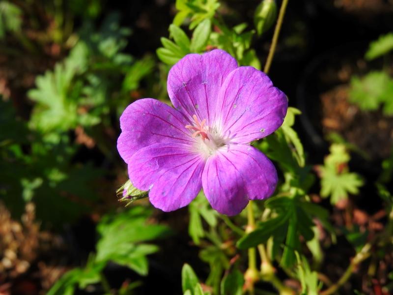 Blodnäva Tiny Monster, Geranium sanguineum Tiny Monster