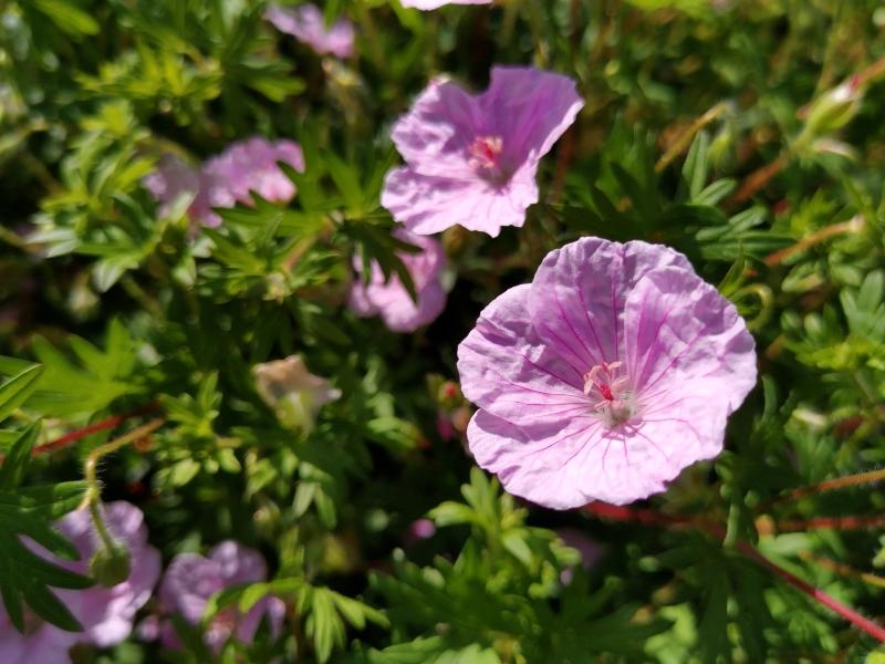 Storchschnabel, Gestreifter Blut-Storchschnabel - rosa Blüte