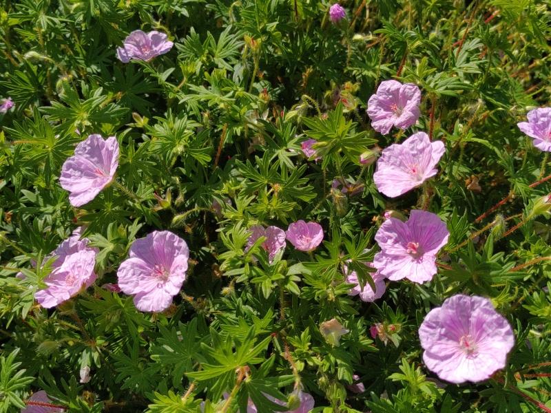 Gestreifter Blut-Storchschnabel - zartrosa Blüten mit dunkelroten Streifen