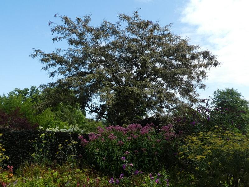 Gleditsia triacanthos Ruby Lace