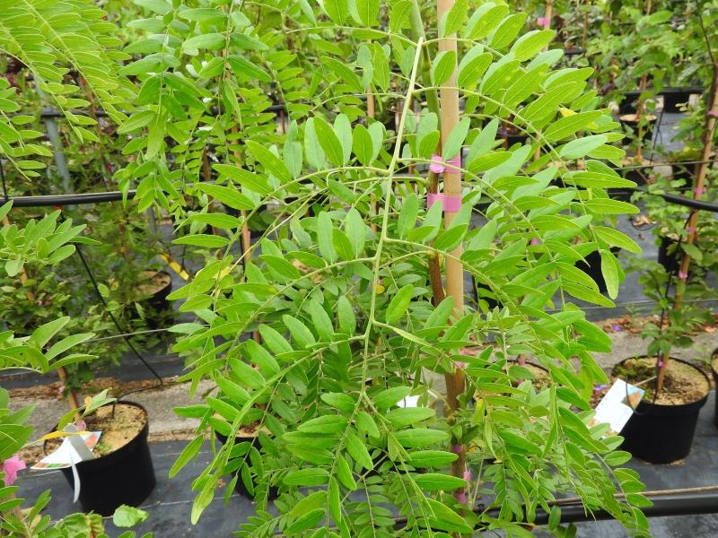 Korstörne Moraine, Gleditsia triacanthos Moraine